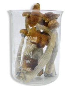 buy psilocybin mushrooms uk​