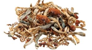 Buy Psilocybe Cubensis B+