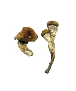 where to buy magic mushrooms​