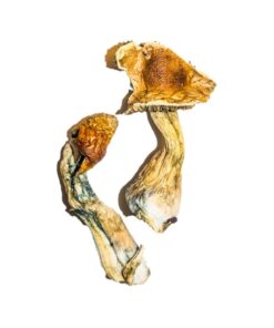 buy psychedelic mushroom​