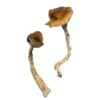 psilocybin mushrooms buy​
