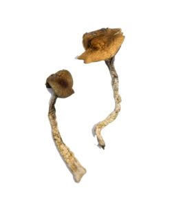 psilocybin mushrooms buy​