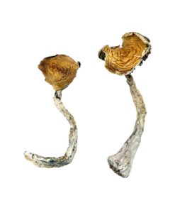buy magic mushrooms online​