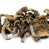 Buy Golden Teachers Magic Mushrooms