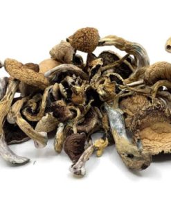 Buy Golden Teachers Magic Mushrooms