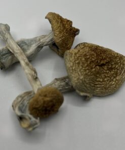 African Envy Mushrooms