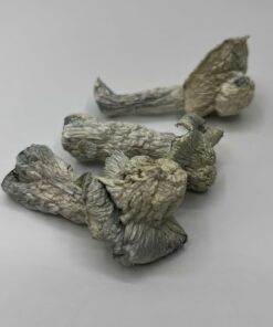 Albino Avery Mushrooms