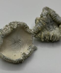 Albino Hualta Mushrooms