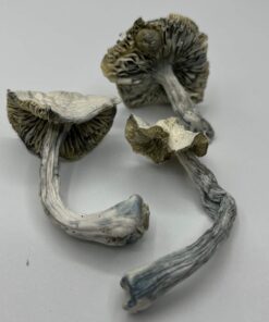 Albino JMF Mushrooms