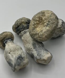 Albino Penis Envy APE