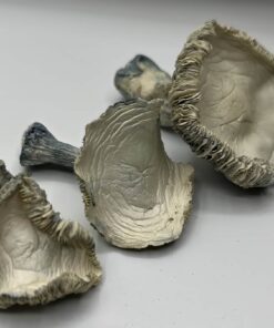 Albino Rollercoaster Mushrooms ARC