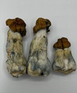 Blue Meanies Mushrooms