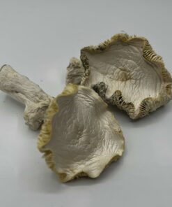 Blue Samui Mushrooms