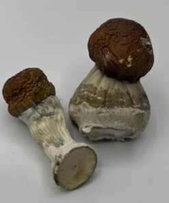 Bullrun mushroom strain