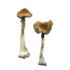 Buy A+ Magic Mushrooms Online UK