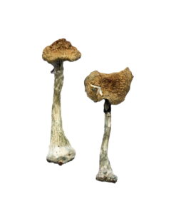 Buy A+ Magic Mushrooms Online UK