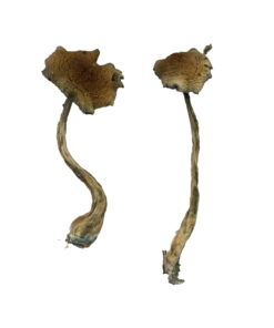 Buy Alacabenzi Magic Mushrooms Online UK - Buy Magic Mushrooms UK