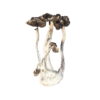 Buy Albino A+ Magic Mushrooms Online UK