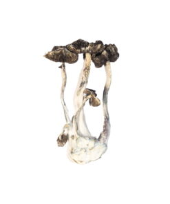 Buy Albino A+ Magic Mushrooms Online UK