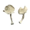 Buy Albino Louisiana Magic Mushrooms Online UK