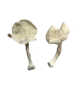Buy Albino Louisiana Magic Mushrooms Online UK