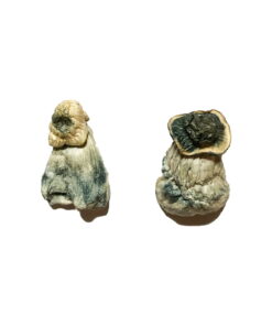 Buy Albino Penis Envy Magic Mushrooms Online UK