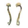 Buy Albino Treasure Coast Magic Mushrooms Online UK