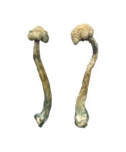 Buy Albino Treasure Coast Magic Mushrooms Online UK