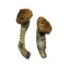 Buy Amazonian Magic Mushrooms Online UK