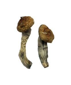 Buy Amazonian Magic Mushrooms Online UK