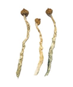 Buy Arenal Volcano Magic Mushrooms Online UK