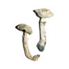 Buy Avery’s Albino Magic Mushrooms Online UK