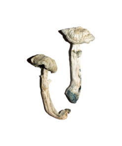 Buy Avery’s Albino Magic Mushrooms Online UK