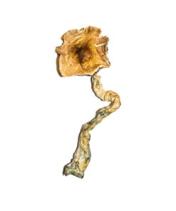 Buy B+ Magic Mushrooms Online UK