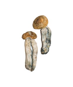 Buy Big Mex Magic Mushrooms Online UK