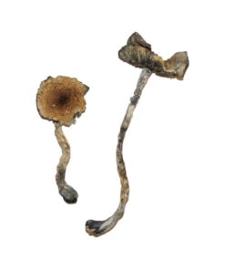 Buy Blue Meanie Magic Mushrooms Online UK