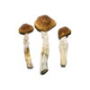 Buy Brazilian Magic Mushrooms Online UK