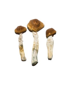 Buy Brazilian Magic Mushrooms Online UK