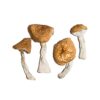 Buy Burmese Magic Mushrooms Online UK