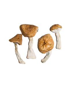 Buy Burmese Magic Mushrooms Online UK