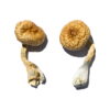 Buy Cambodian Gold Magic Mushrooms Online UK