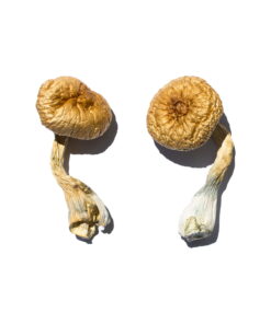 Buy Cambodian Gold Magic Mushrooms Online UK