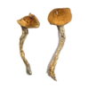 Buy Daddy Long Legs Magic Mushrooms Online UK