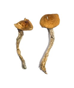 Buy Daddy Long Legs Magic Mushrooms Online UK