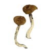 Buy Dancing Tiger Magic Mushrooms Online UK