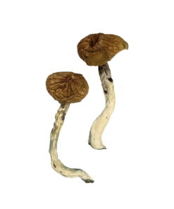 Buy Dancing Tiger Magic Mushrooms Online UK