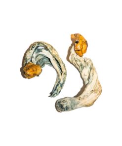 Buy Ecuadorian Magic Mushrooms Online UK