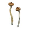 Buy Escondido Magic Mushrooms Online UK