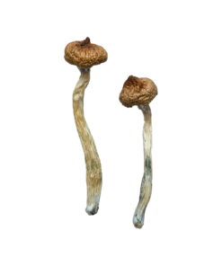 Buy Escondido Magic Mushrooms Online UK