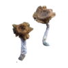 Buy Florida White (F+) Magic Mushrooms Online UK